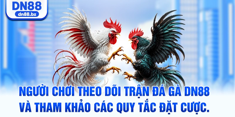 Người chơi theo dõi trận đá gà DN88 và tham khảo các quy tắc đặt cược